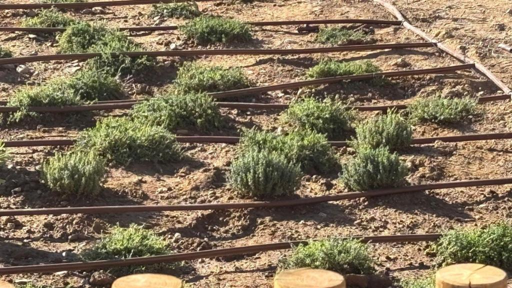 Imagen de las plantaciones en la nueva zona ajardinada de Valencia, donde se ubicará el 'Hotel de insectos'. EE
