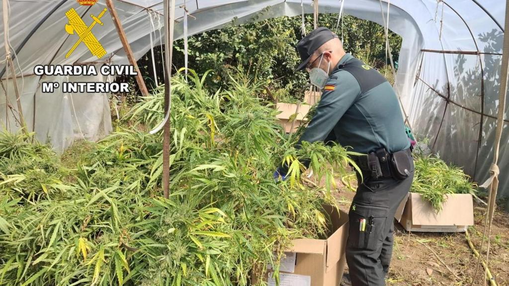 Invernadero en Burgos repleto de plantas de marihuana