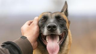 El influencer que cambió su vida tras rescatar a una perra abandonada: Me vio y se metió debajo de mi silla de ruedas