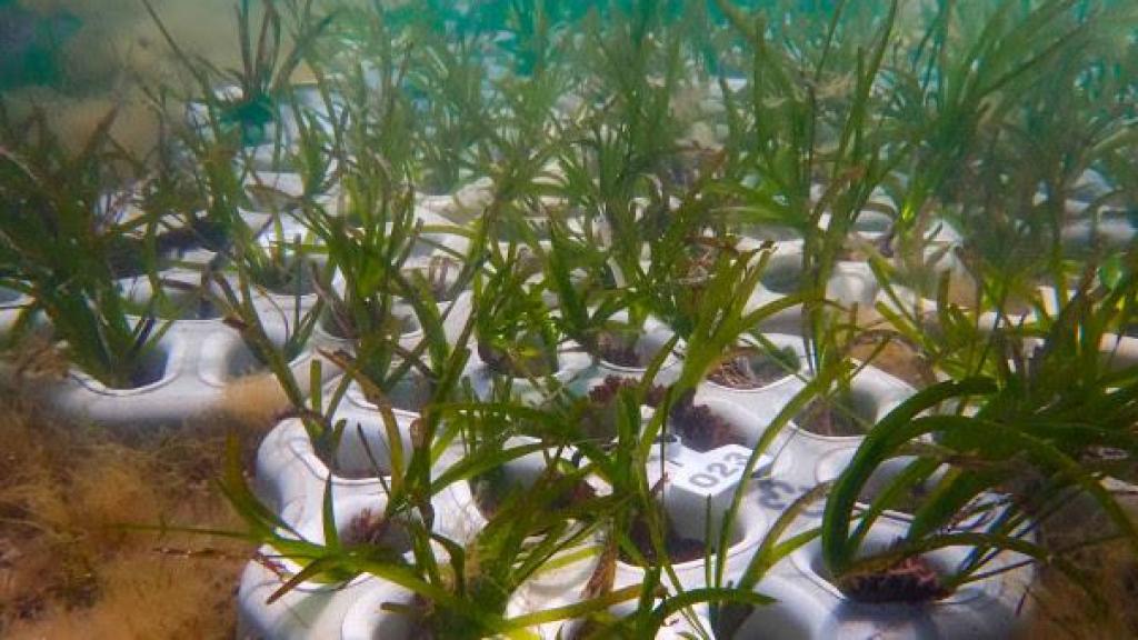 IQS e IMEDEA-CSIC desarrollan un sistema innovador para la regeneración de praderas de posidonia en el Mediterráneo.