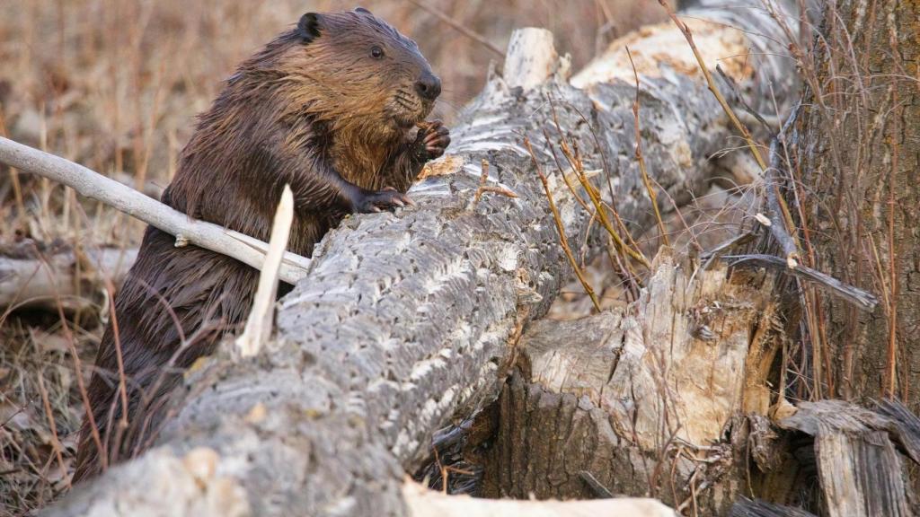El regreso estratégico de los castores podría contribuir a la salud y la resiliencia climática de las cuencas hidrográficas.