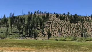 Límite de propiedad forestal en el incendio de Moonlight, que muestra una plantación recién establecida en tierra privada (derecha).