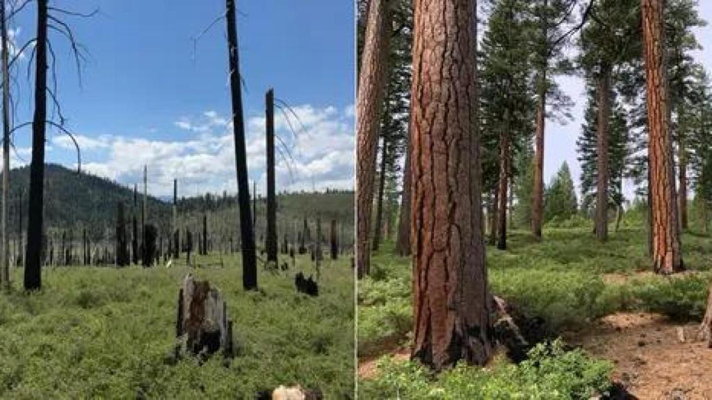 11 años después del incendio Moonlight de 2007 (izquierda).