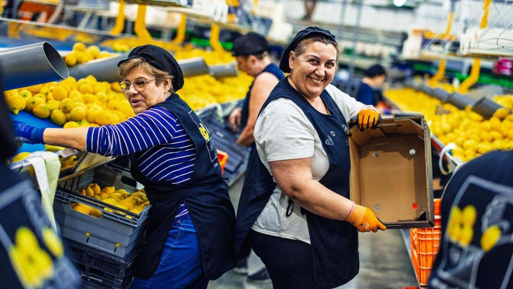 Dos empleadas de Limonar de Santomera, clasificando los limones.