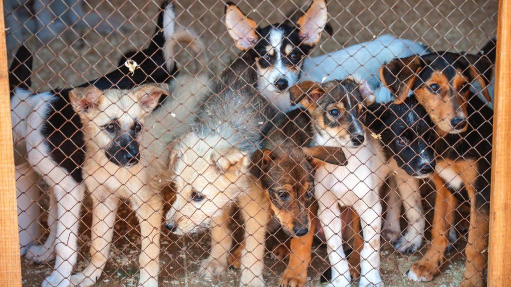 Varios perros en un chenil de una perrera.