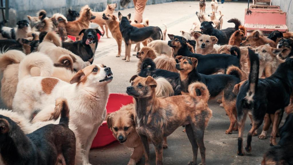 Muchos perros juntos en el patio.
