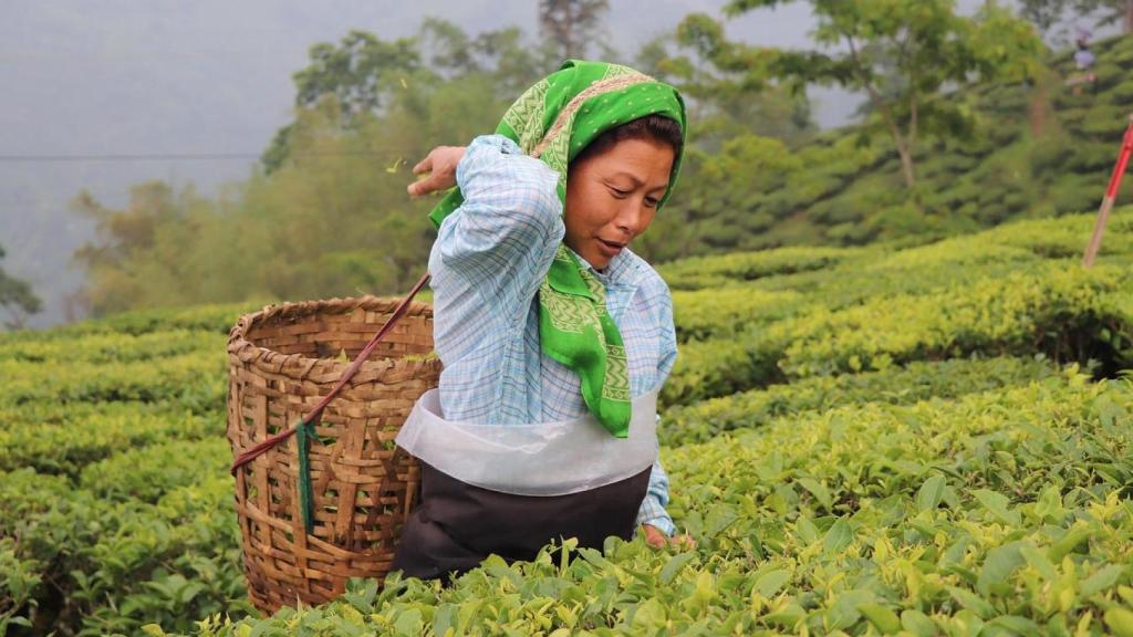 Señora recogiendo el cultivo de té.