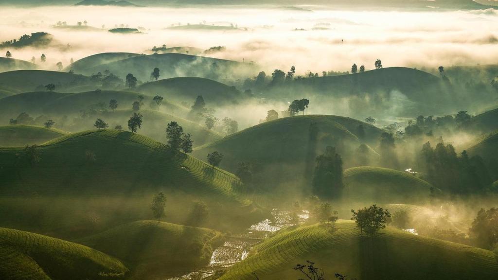 El té como símbolo de culto.