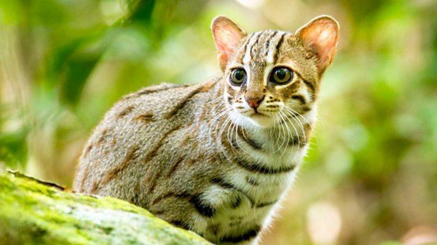 Un gato herrumbroso, capturado en su hábitat natural.