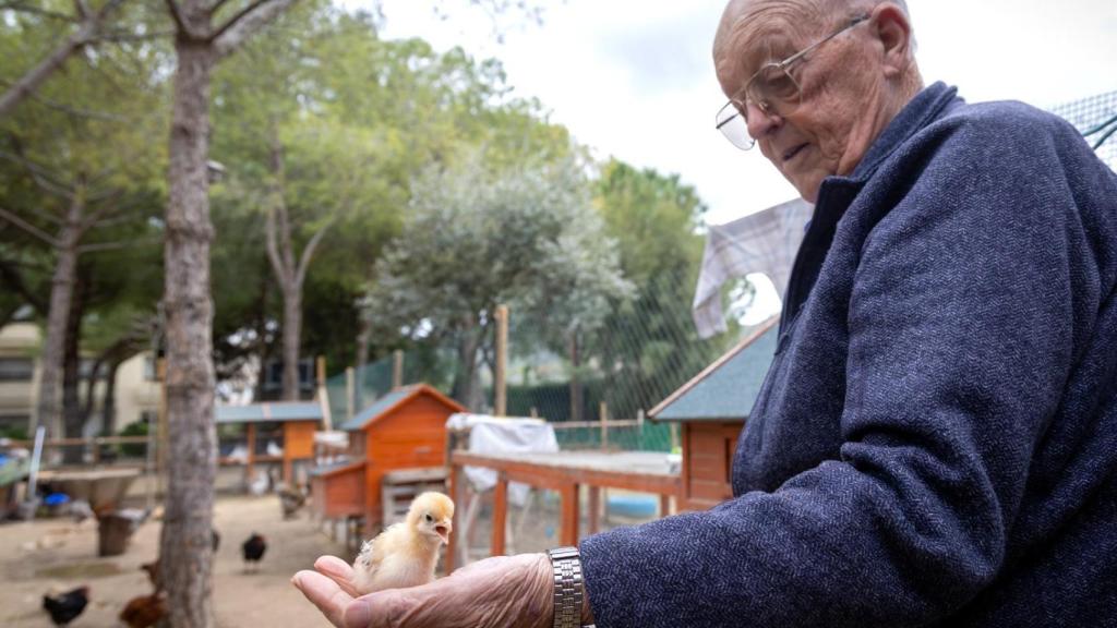 Un usuario, con un pollito.