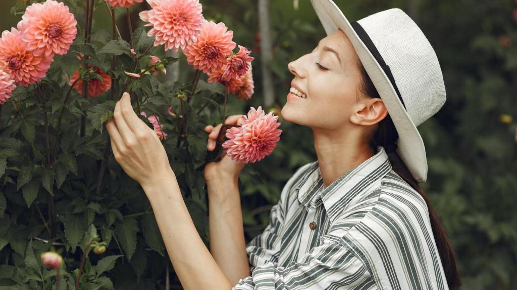 Los crisantemos de jardín toleran el frío, lo que los hace aptos para plantar al aire libre.