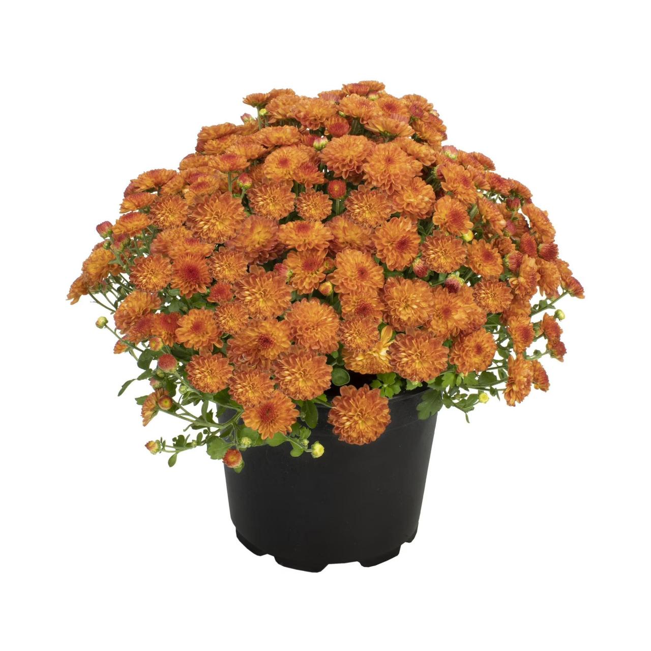 Variedad bronce de mums en Walmart.