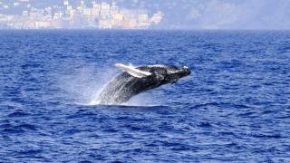 Una ballena jorobada frente a la costa de Génova (Italia).