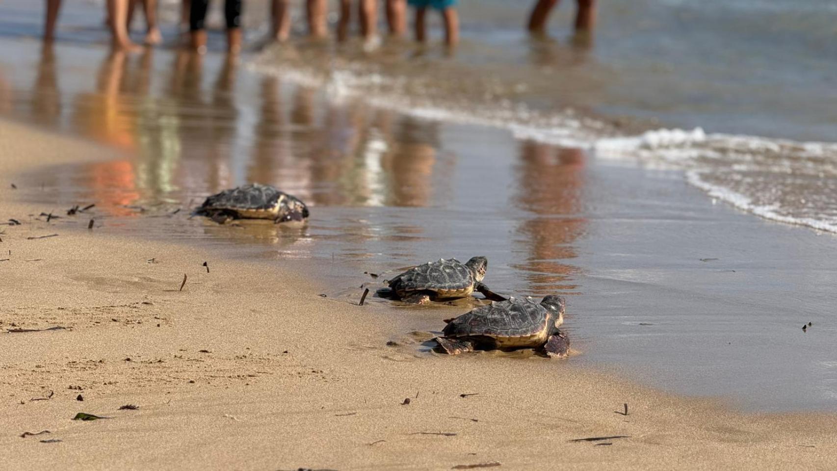 Algunas de las tortugas entrando al mar.