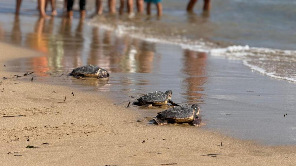 Algunas de las tortugas entrando al mar.