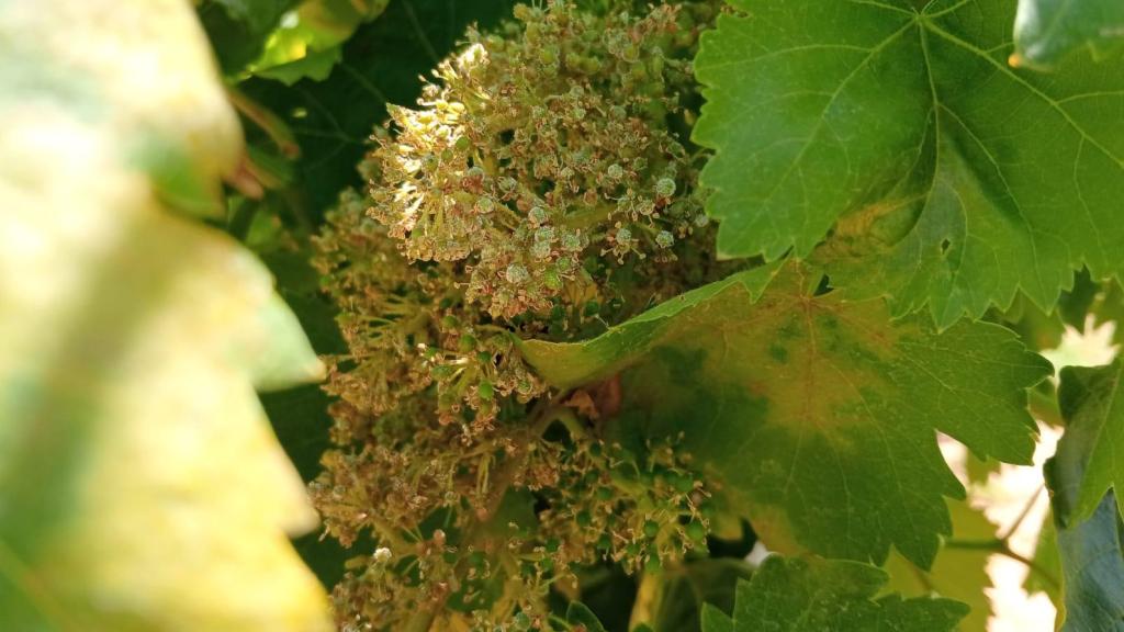 Vid atacada por mildiu