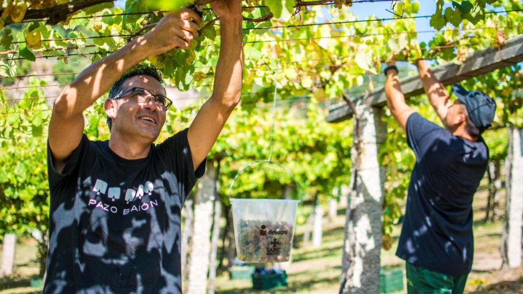Vendimia en Rías Baixas