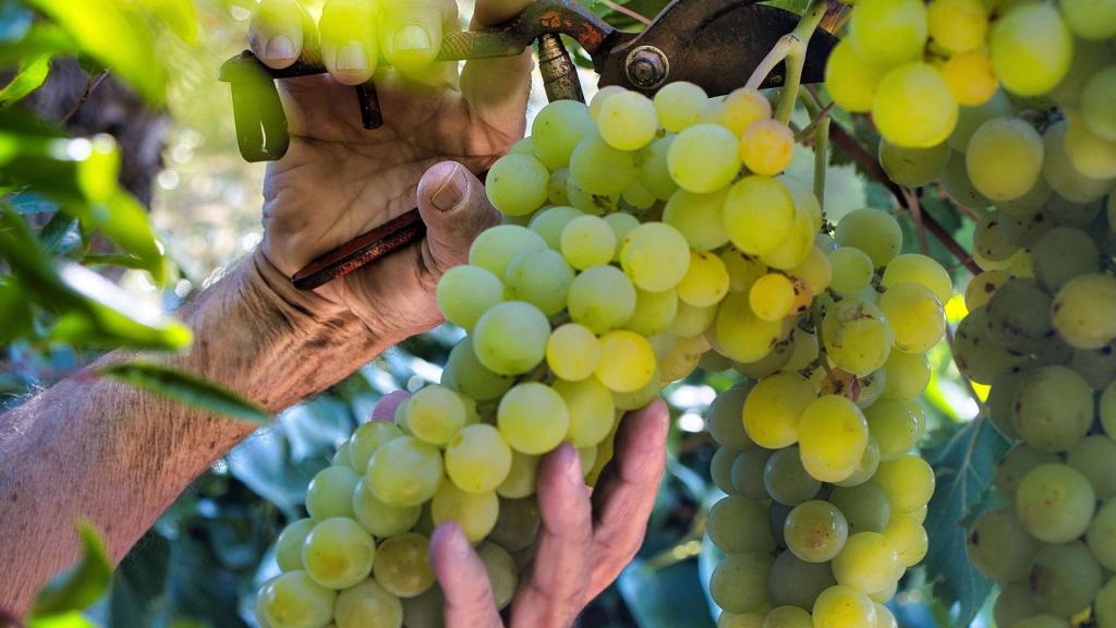 Recogiendo los racimos