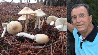 Especies de Lepiota clypeolaria en Laguna de Duero junto a una imagen de Aurelio García, presidente de la Asociación Vallisoletana de Micología (AVM)