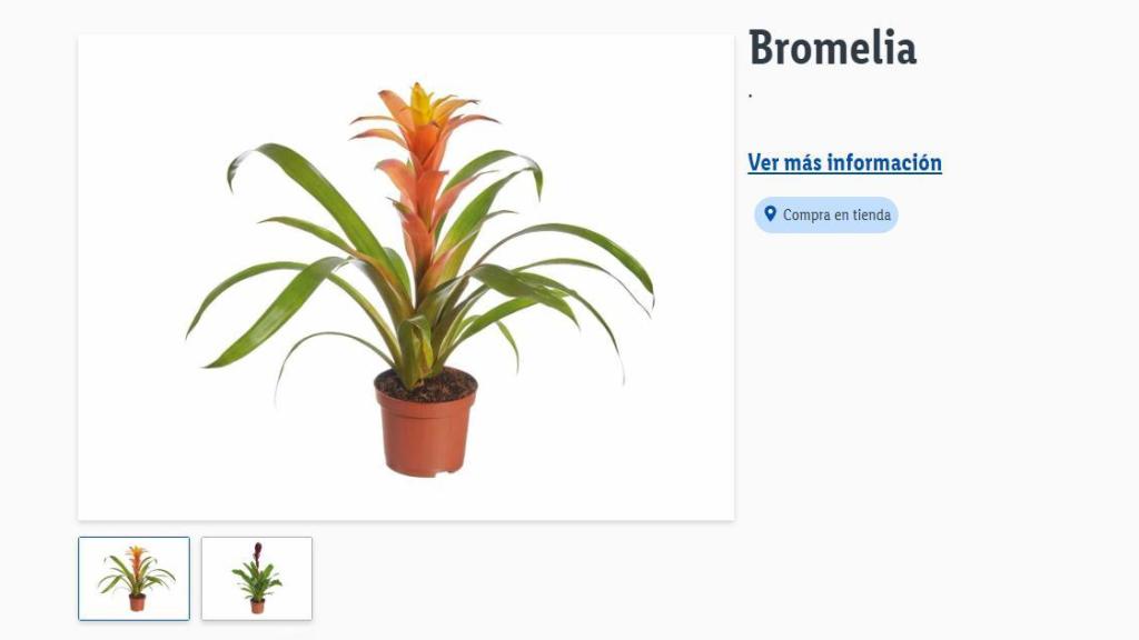 Bromelia.