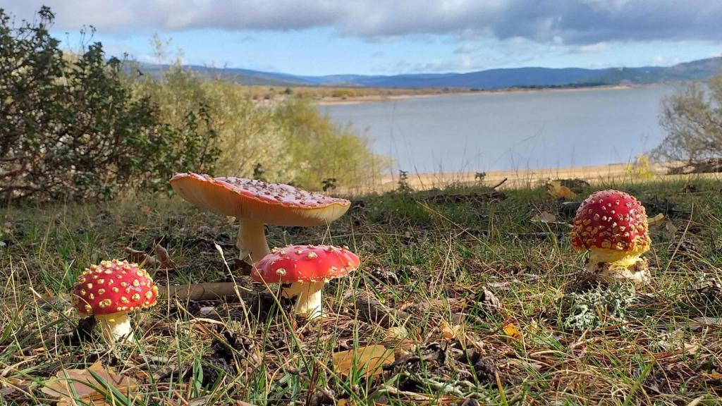 Especies de Amanita muscaria en el pantano de la Cuerda del Pozo