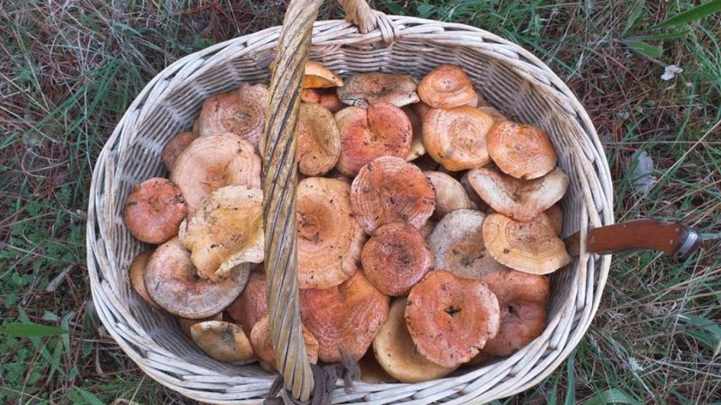 Cesta de nícalos en Ampudia