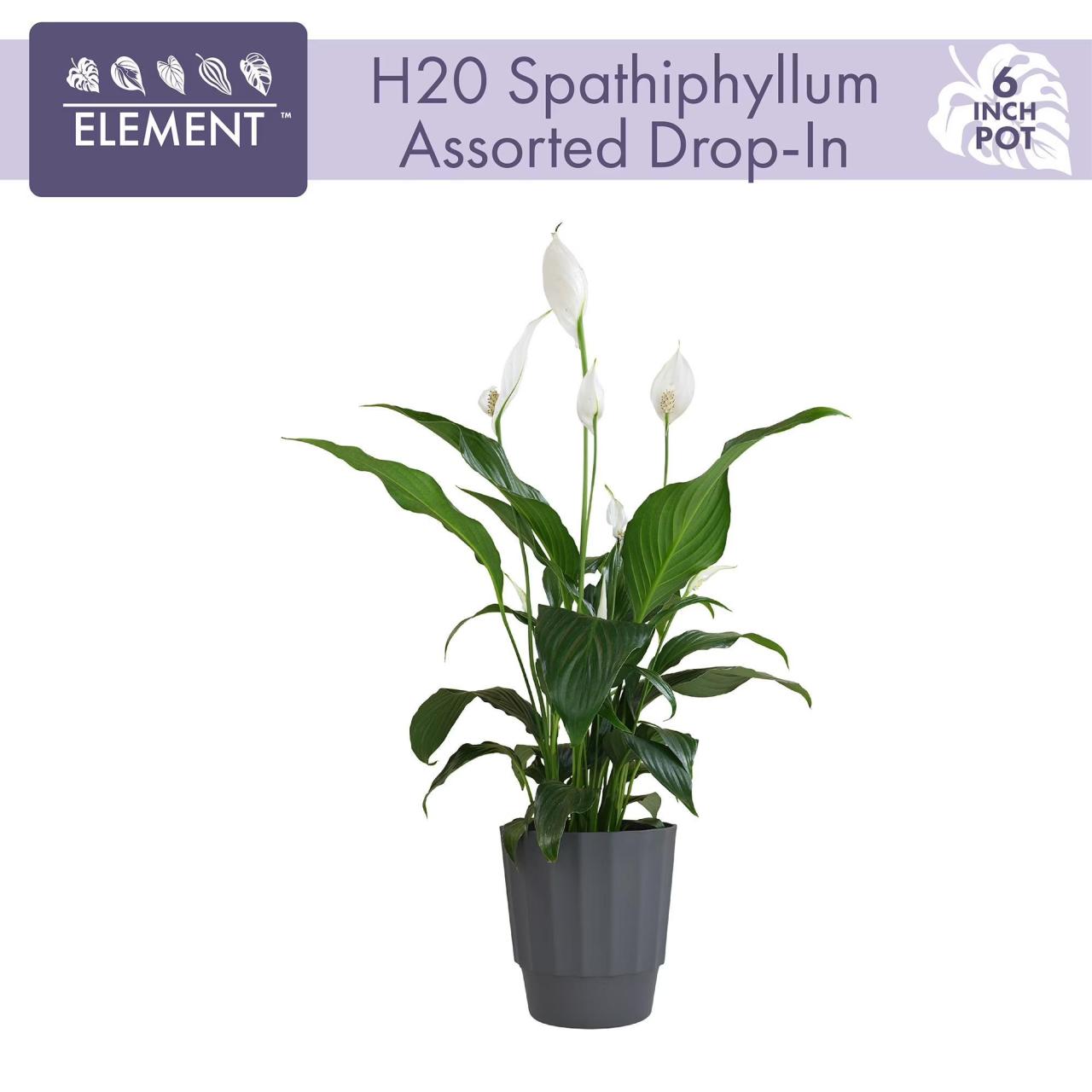 Espatifilo en oferta.