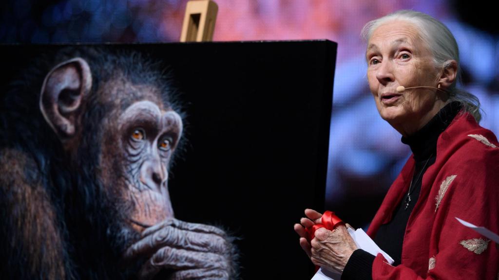 La científica Jane Goodall durante una presentación.