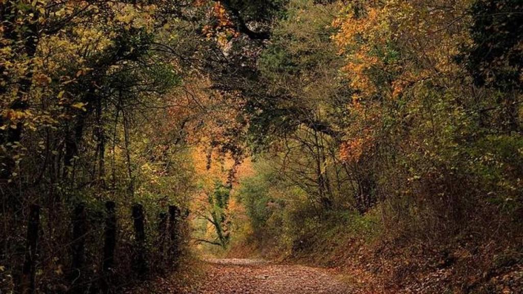 El Hayedo de Montejo, en la Sierra del Rincón.