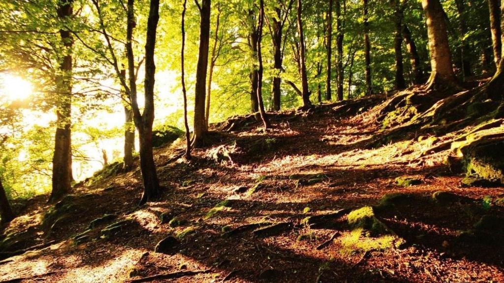 Una de las tres sendas más famosas del Hayedo de Montejo.