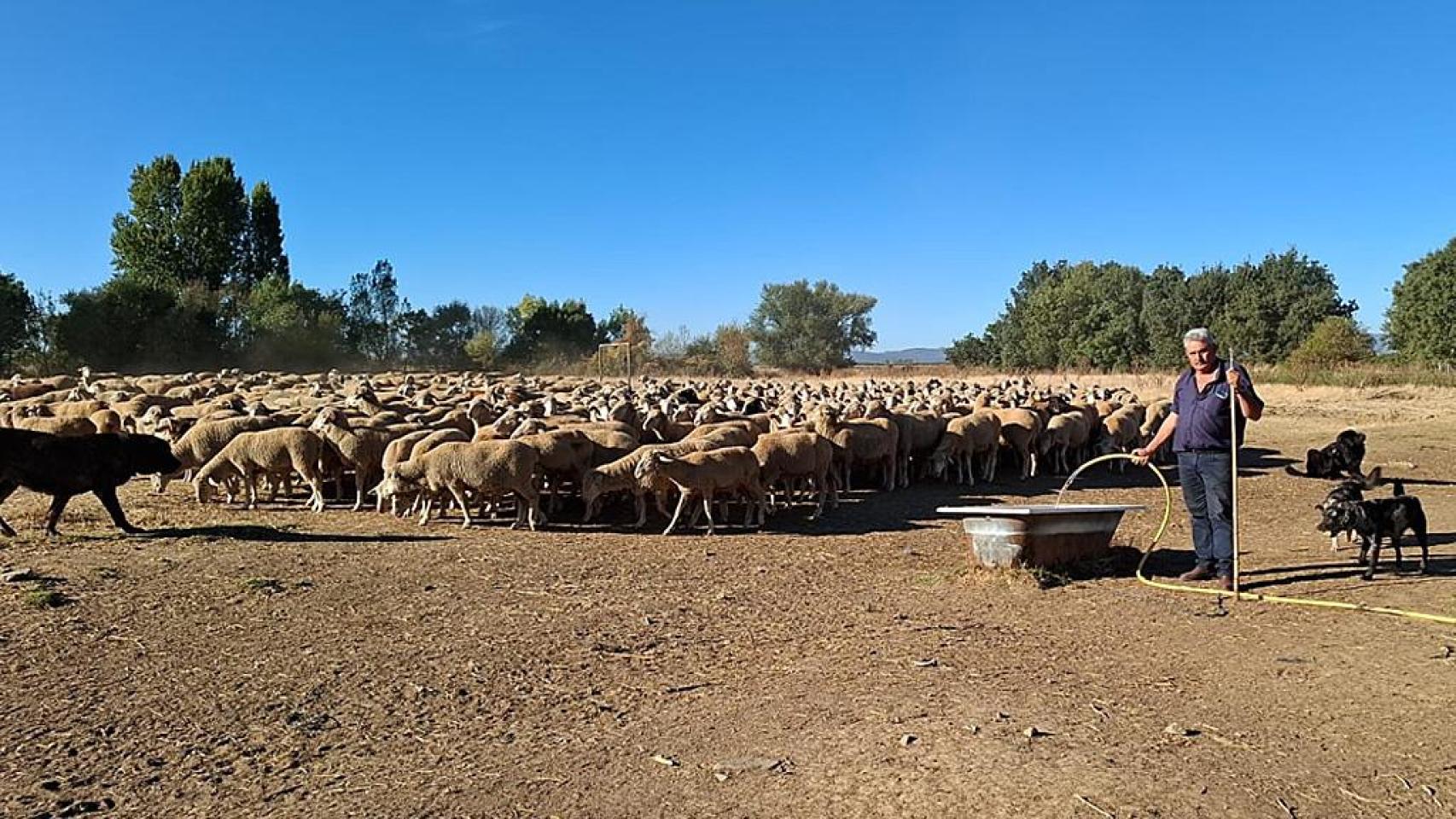 Rafael Fernández García en Castrotierra de la Valduerna con sus ovejas