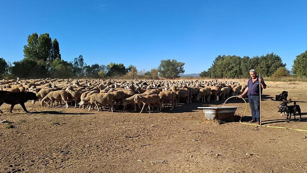 Rafael Fernández García en Castrotierra de la Valduerna con sus ovejas