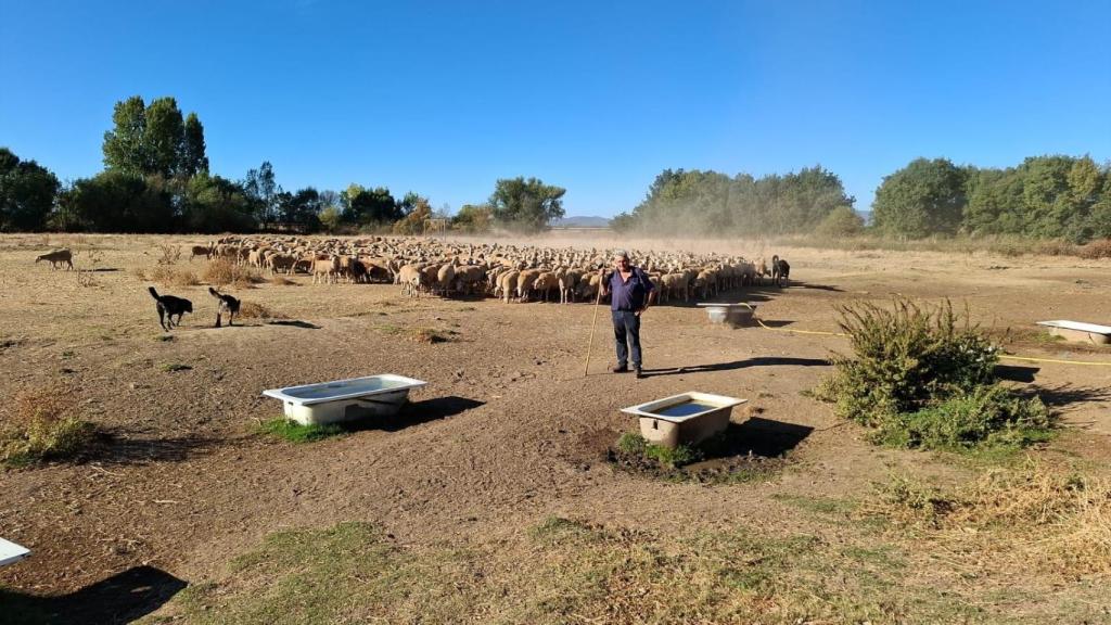 Rafael con sus ovejas