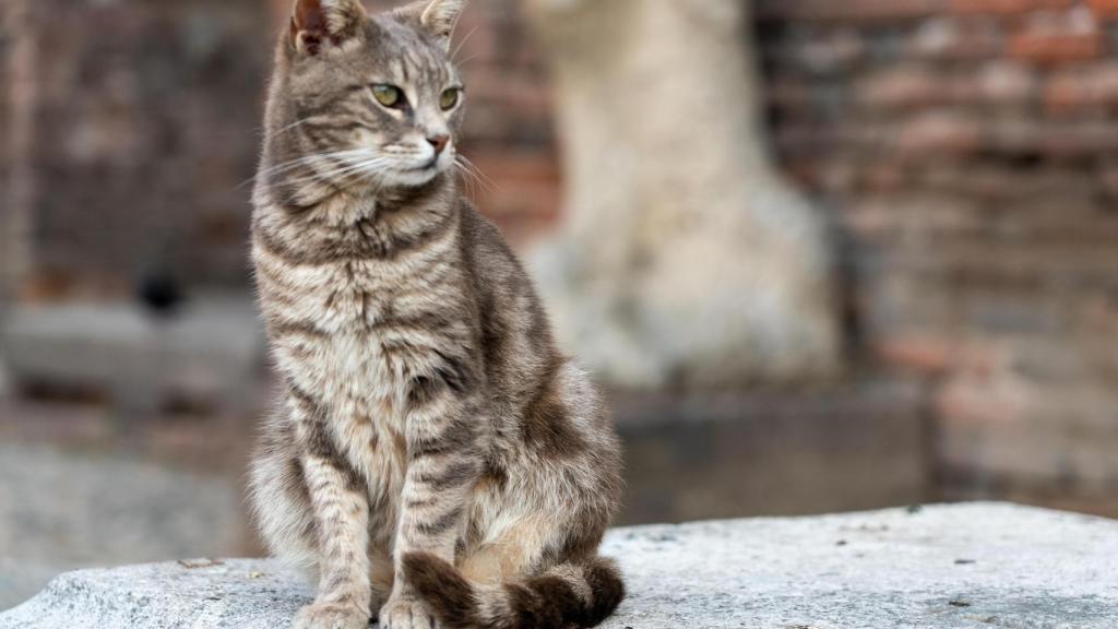 Un gato en el castillo de Milán.