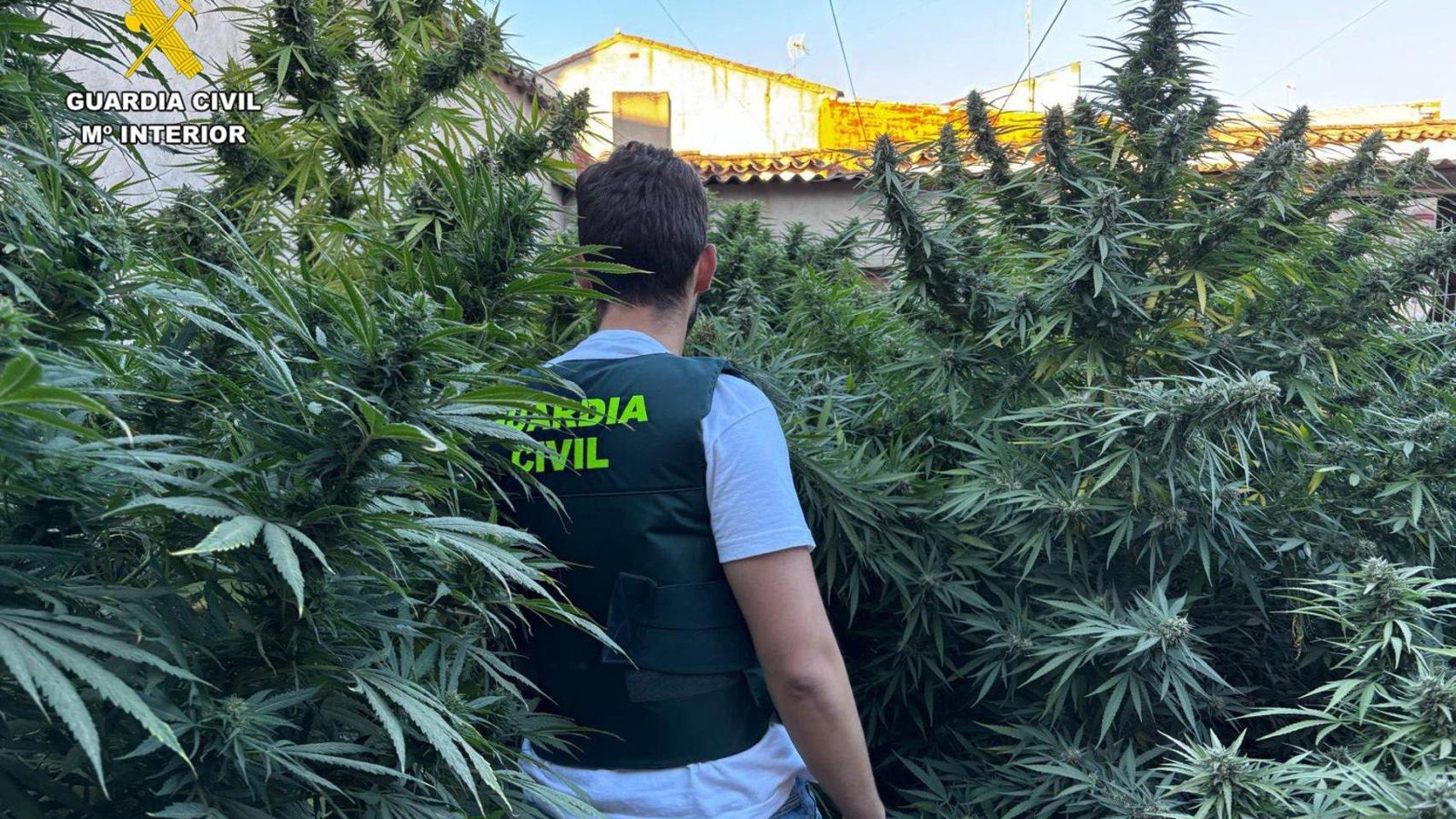 Plantación de cannabis en Villarrobledo