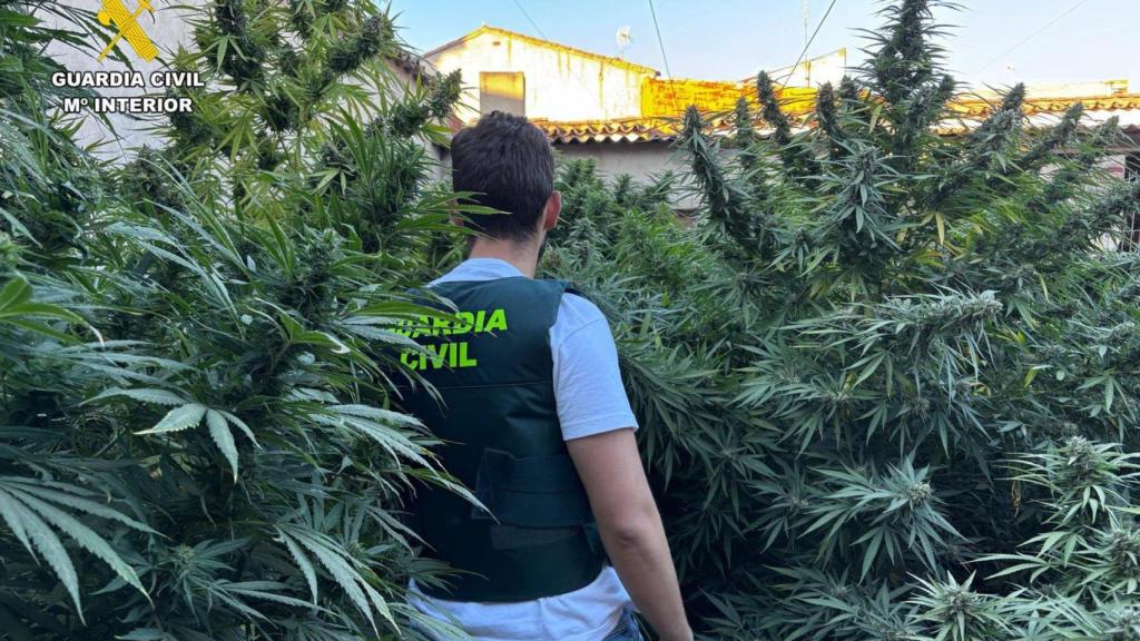 Plantación de cannabis en Villarrobledo