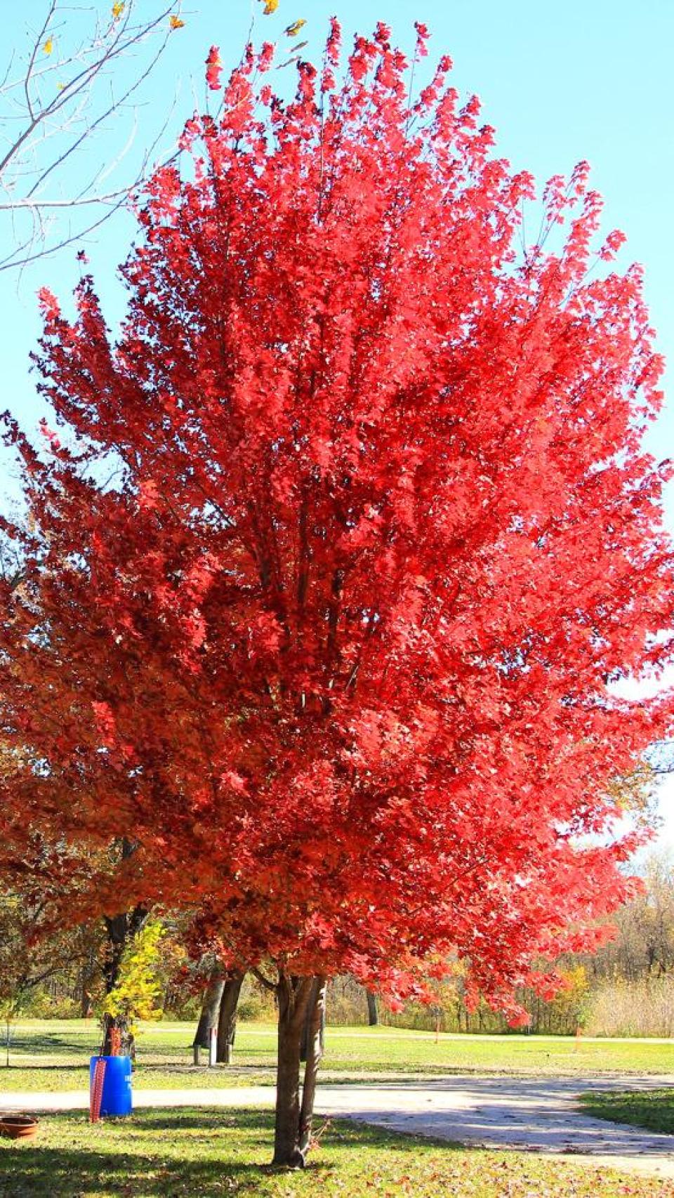 Arce 'Autumn Blaze'.