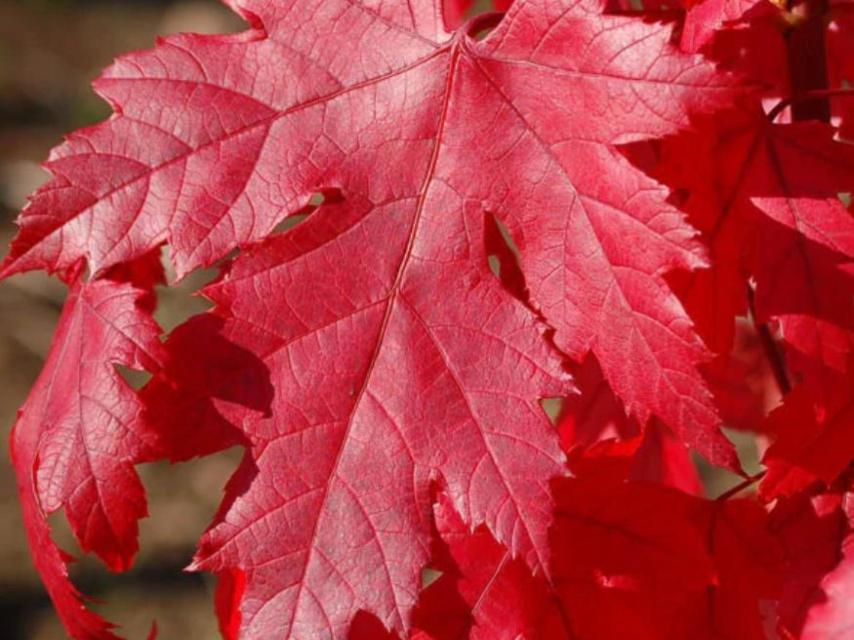 Hojas del arce 'Autumn Blaze'.
