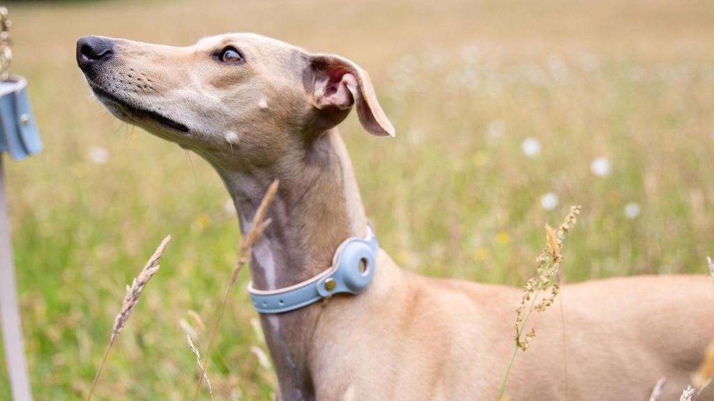 Un perro, modelo de 'Nina Woof', con los accesorios de la marca.