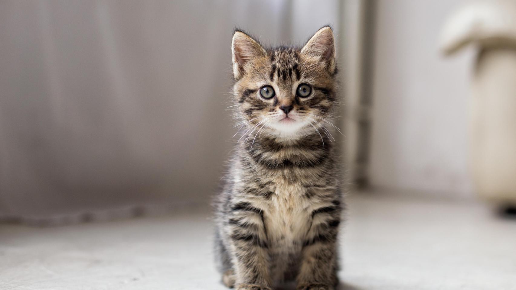 Un gato pequeño.