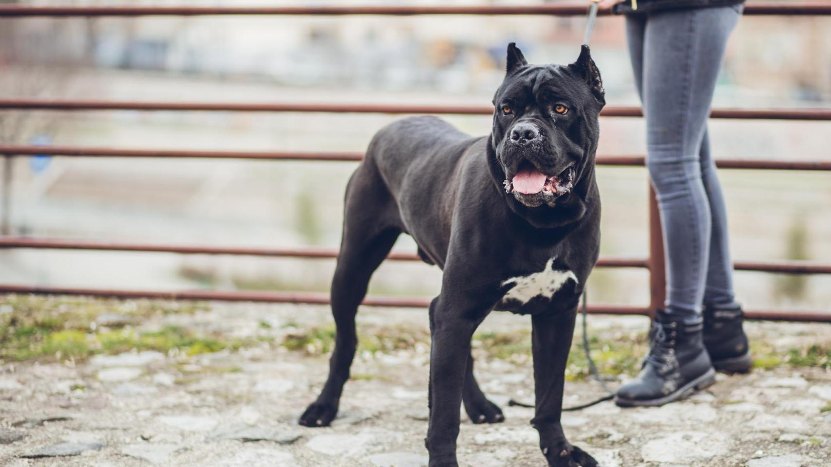Un cane corso negro en un parque.