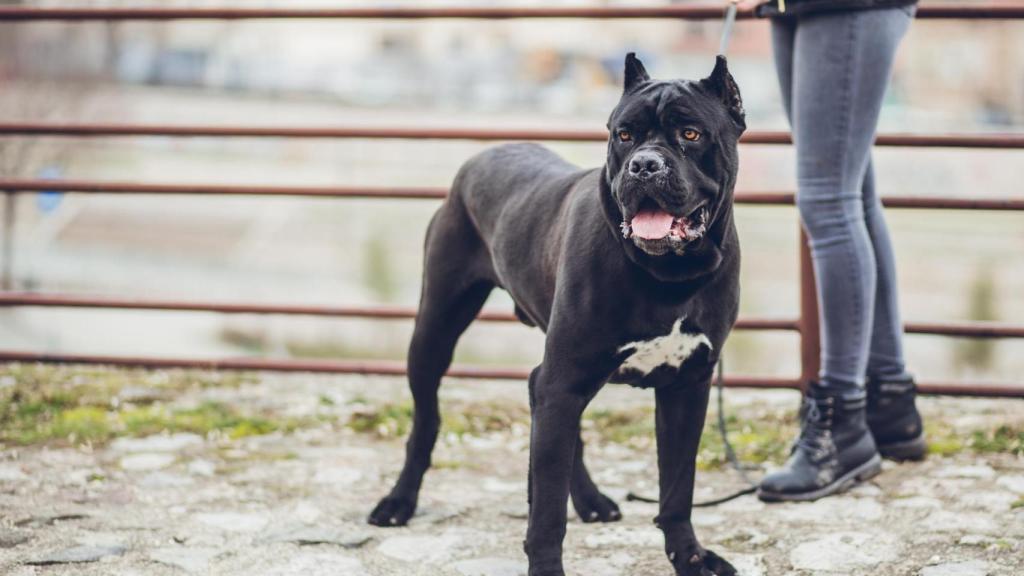 Un cane corso negro en un parque.