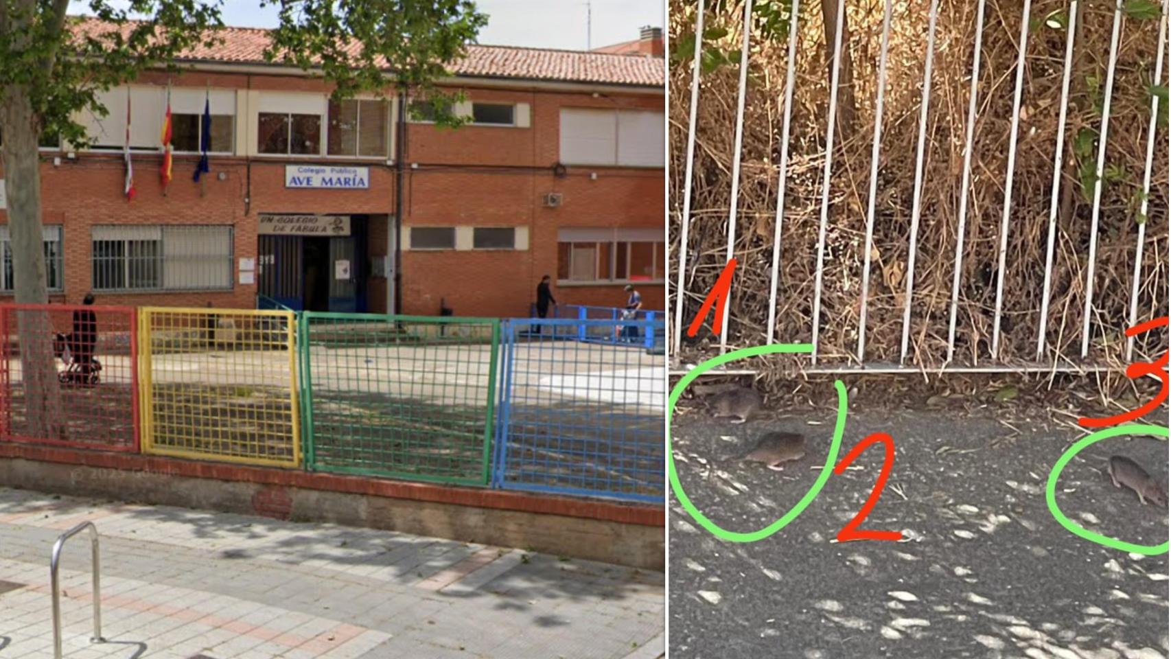 CEIP Ave María de Palencia junto a una imagen de las ratas en el patio del centro