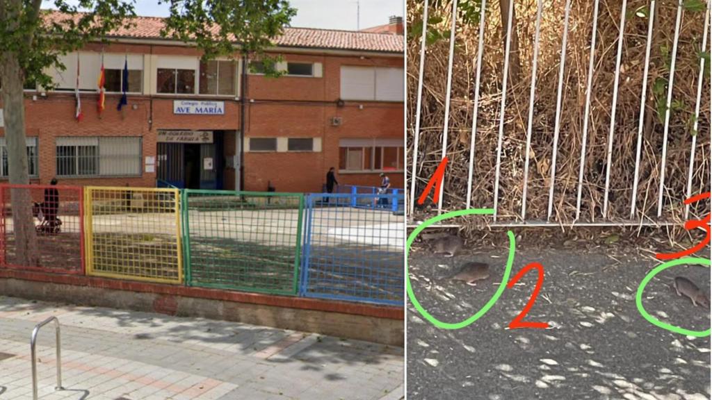 CEIP Ave María de Palencia junto a una imagen de las ratas en el patio del centro