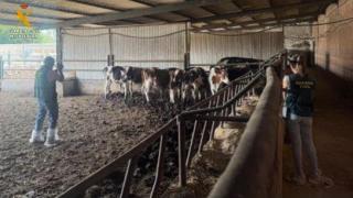 Agentes de la Guardia Civil durante la inspección a la explotación ganadera de Valladolid