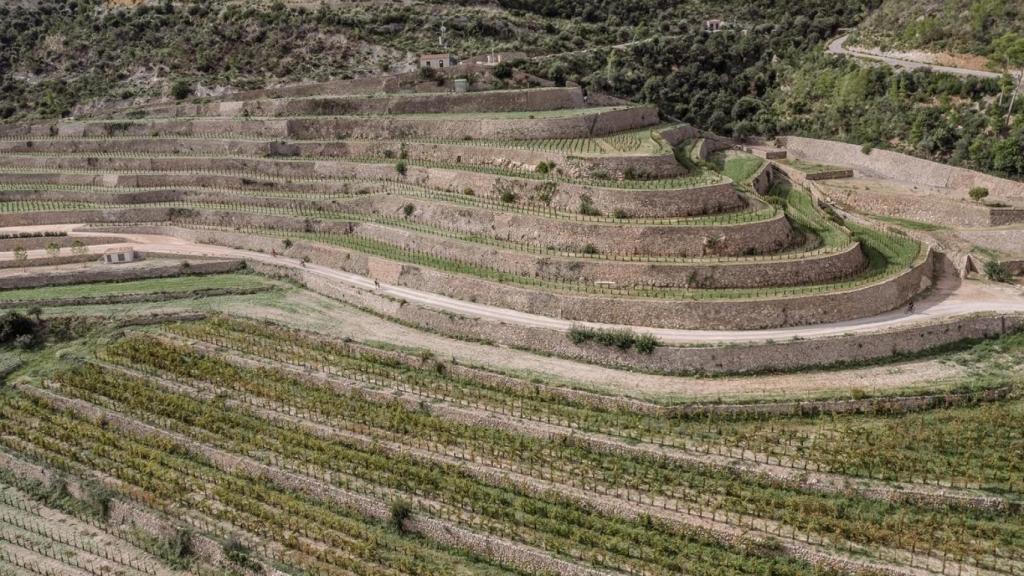 Los bancales sobre los que crece el viñedo de Son Bunyola.