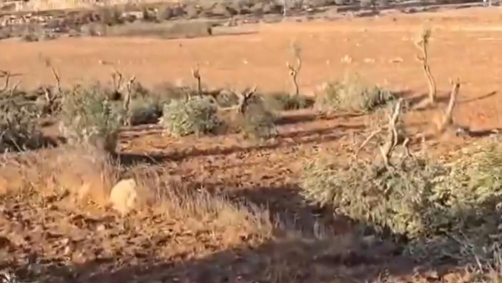Así han quedado los olivos que ha cortado el Ejército de Israel en Cisjordania este domingo.