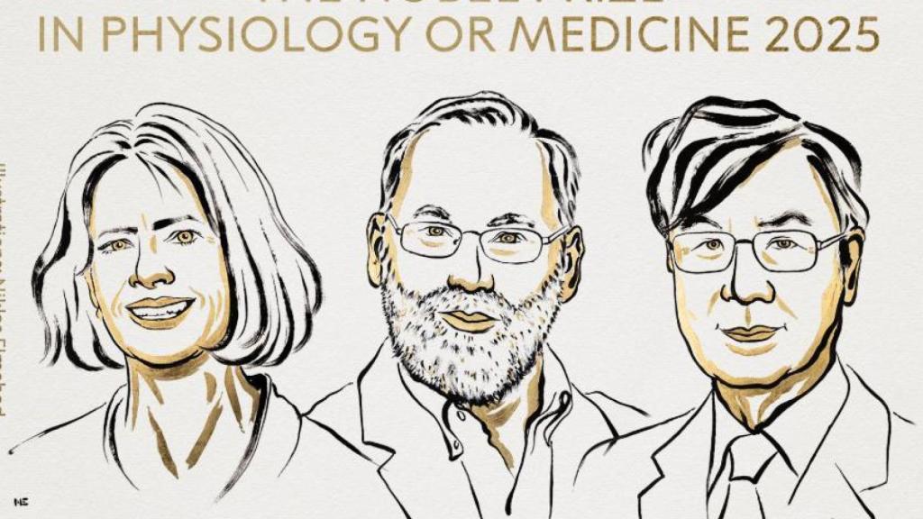 Mary E. Brunkow, Fred Ramsdell y Shimon Sakaguchi, Nobel de Medicina 2025 por investigar la tolerancia inmune periférica