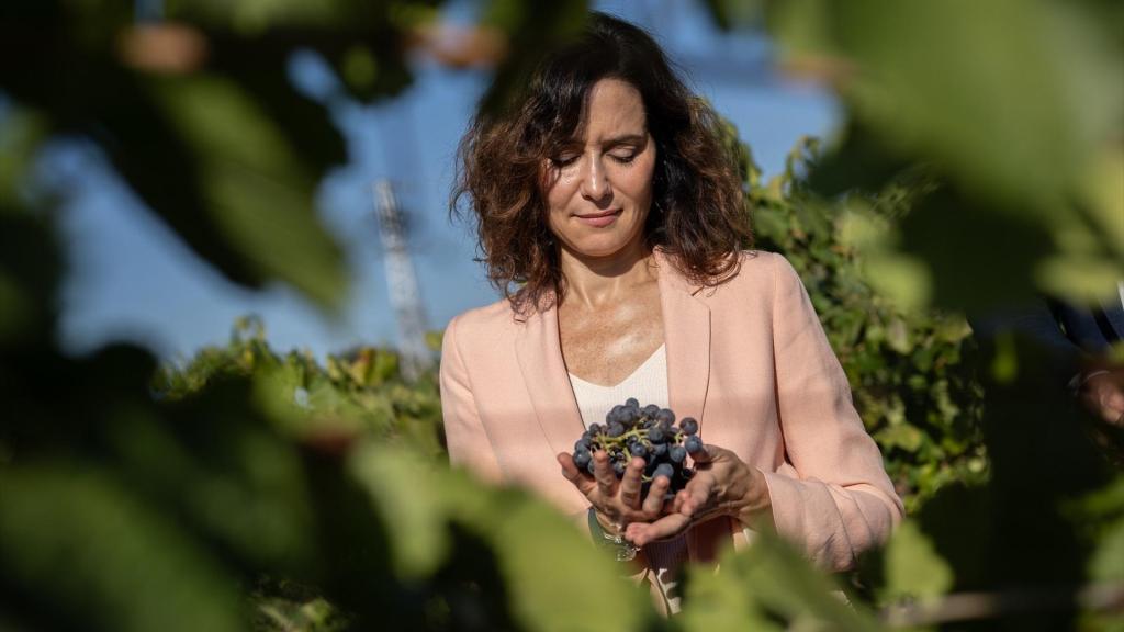 La presidenta de la Comunidad de Madrid, Isabel Díaz Ayuso, visitando hace unas semanas la Colección de Variedades de Vid y recorre los viñedos experimentales de la finca El Encín.