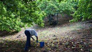 Campaña de recogida de la castaña en el Valle del Genal.